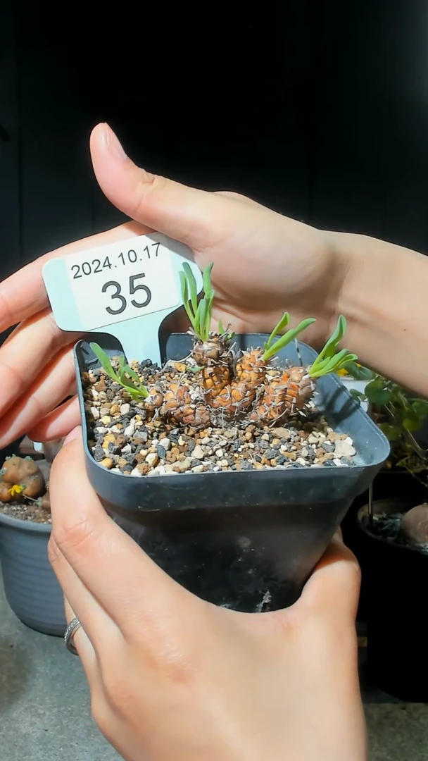 【闪购商品】苏铁10.17.35