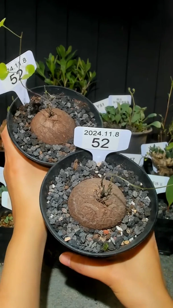 【闪购商品】南非龟甲龙11.8..52