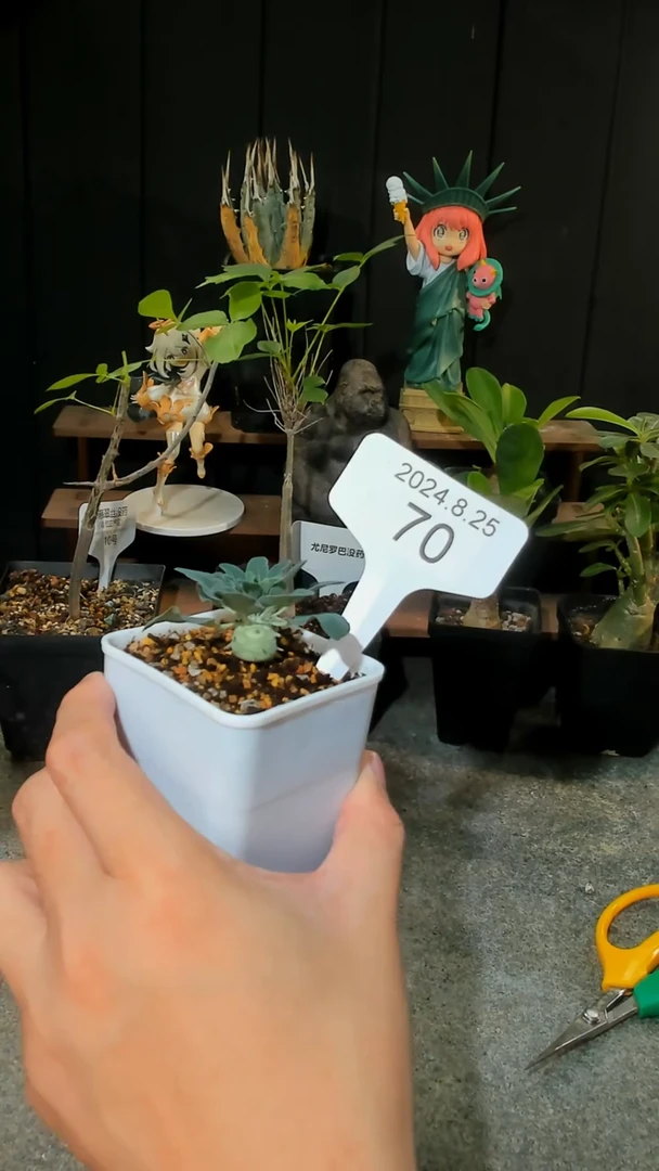 【闪购商品】羊玉大戟8.25.70