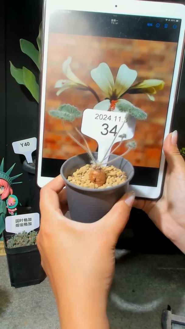 【闪购商品】巴克利总督洋葵11.3..34