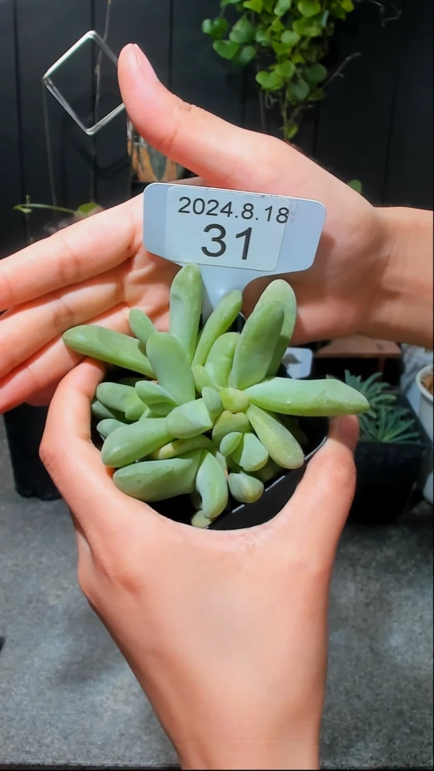 【闪购商品】舌叶花8.18.31