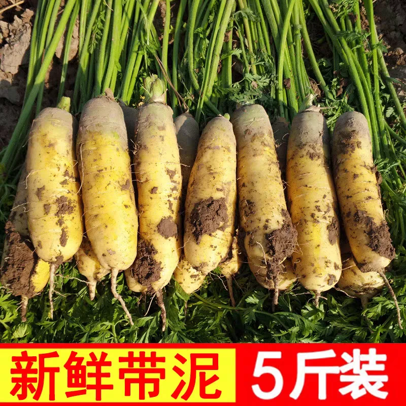 土黄萝卜 新鲜胡萝卜带泥发货 农户家露天种植 原汁原味营养蔬菜