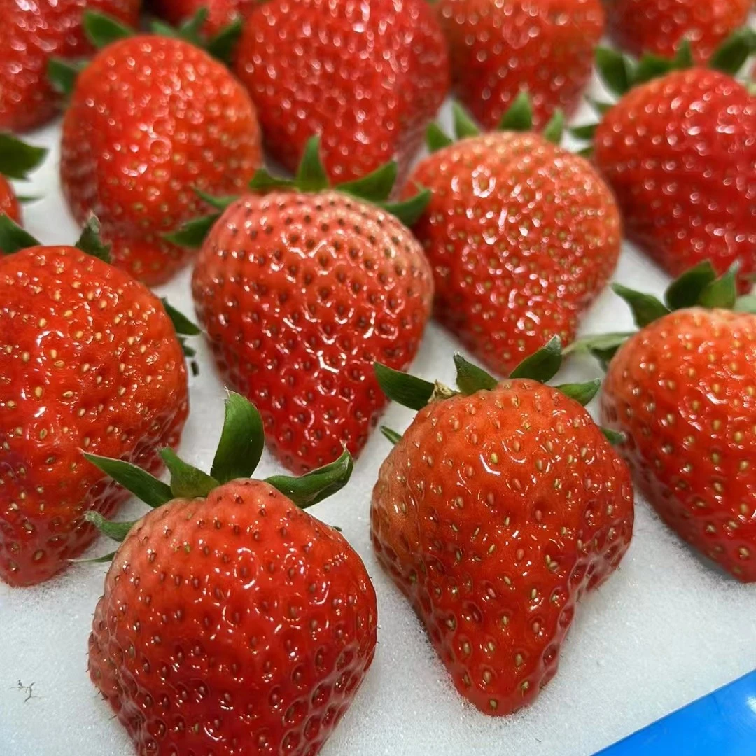 丹东九九草莓（大果）500g（单果25g）