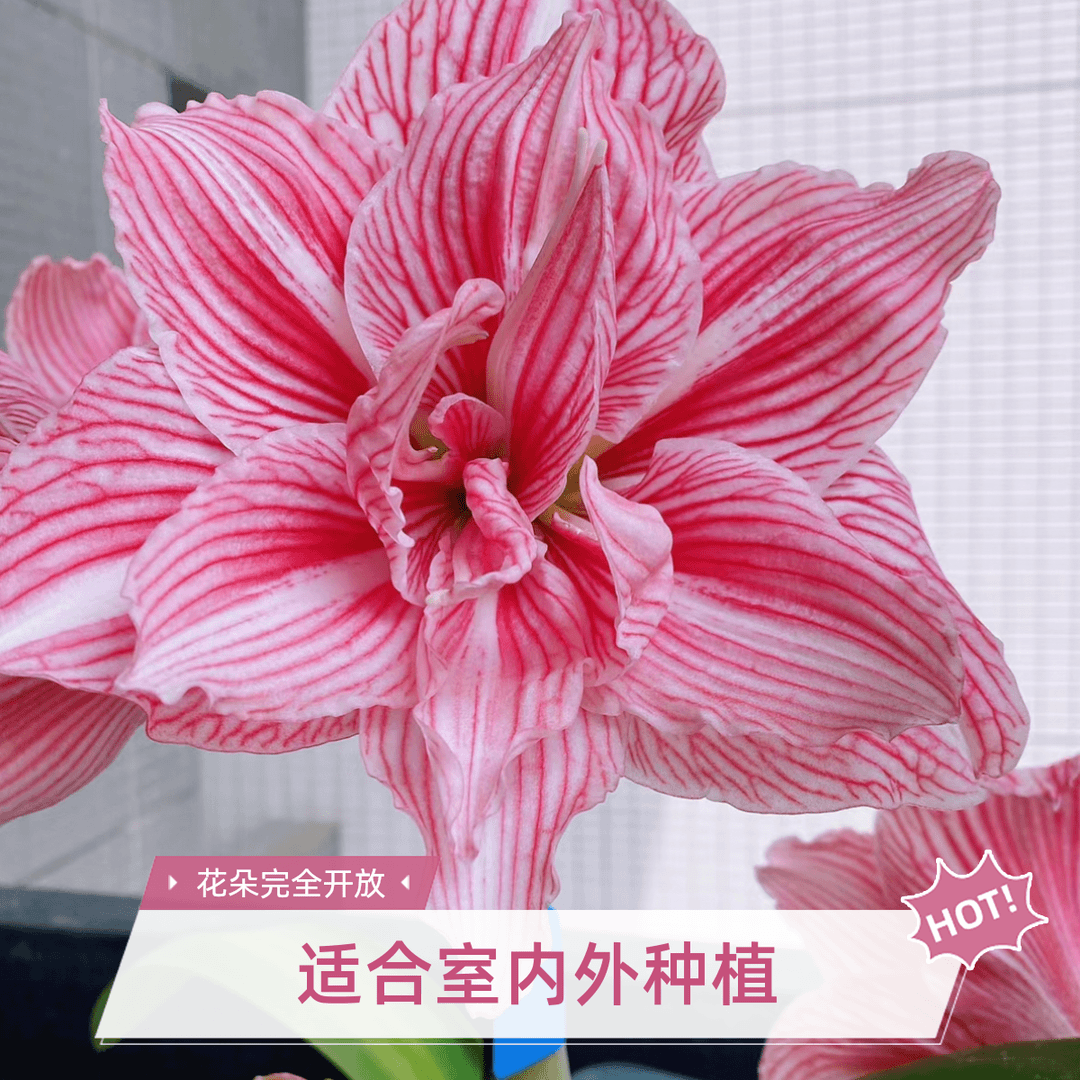 【少女之梦 1.5厘米左右】朱顶红室内外观花赏叶花卉盆栽绿植