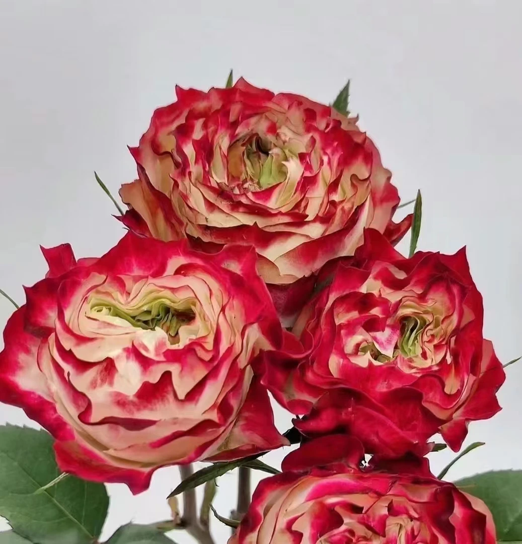 苹果杰克35支＋5支为防损　冷链包邮　昆明基地鲜花直发