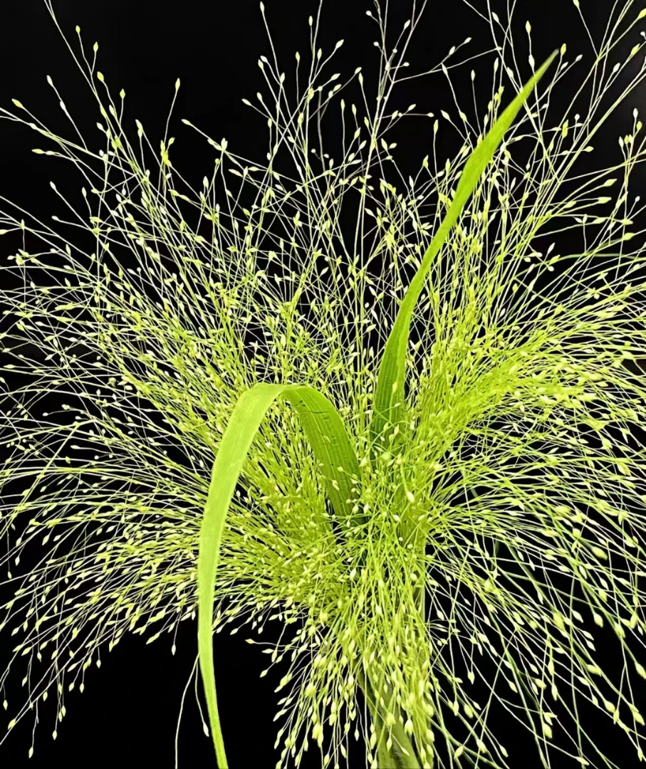 喷泉草　冷链包邮　昆明基地鲜花直发发货叶子