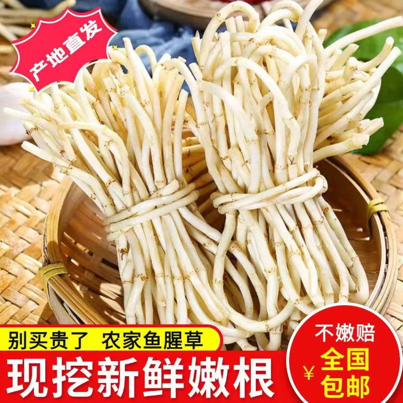 新鲜现挖农家鱼腥草折耳根节节根嫩根凉拌下饭蔬菜折二根洗净发货