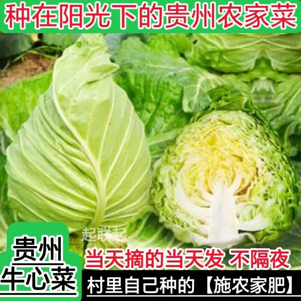 贵州农家自种牛心菜卷心菜现摘现发新鲜蔬菜包邮