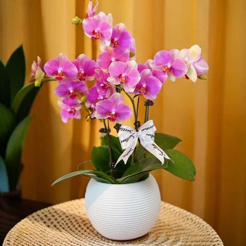 【多彩蜜桃】2.8寸 室内蝴蝶兰花盆栽开花株 四季好养护绿植叶片