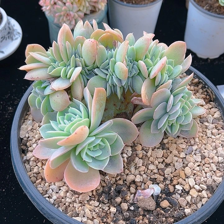 星纳塔缀化15公分