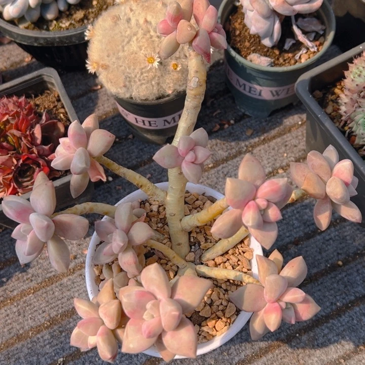 美人系老桩 脱土发