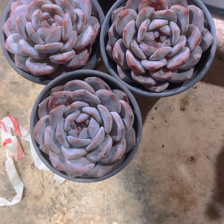 菠**龟橙子单头8公分左右3棵