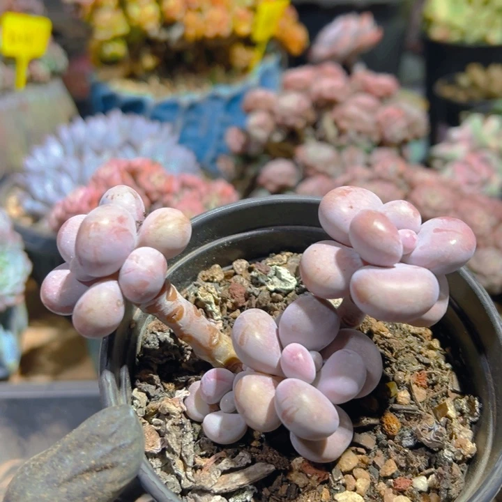 丸叶桃蛋老桩 脱土发