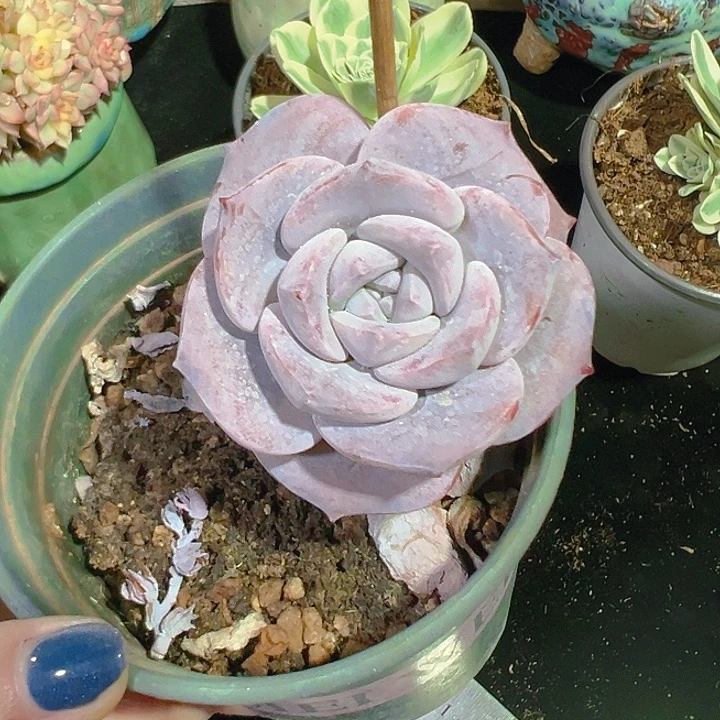 多肉红茶 樱花雪单头6.5公分