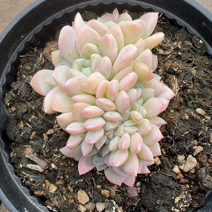 奶油美人缀化 脱土发