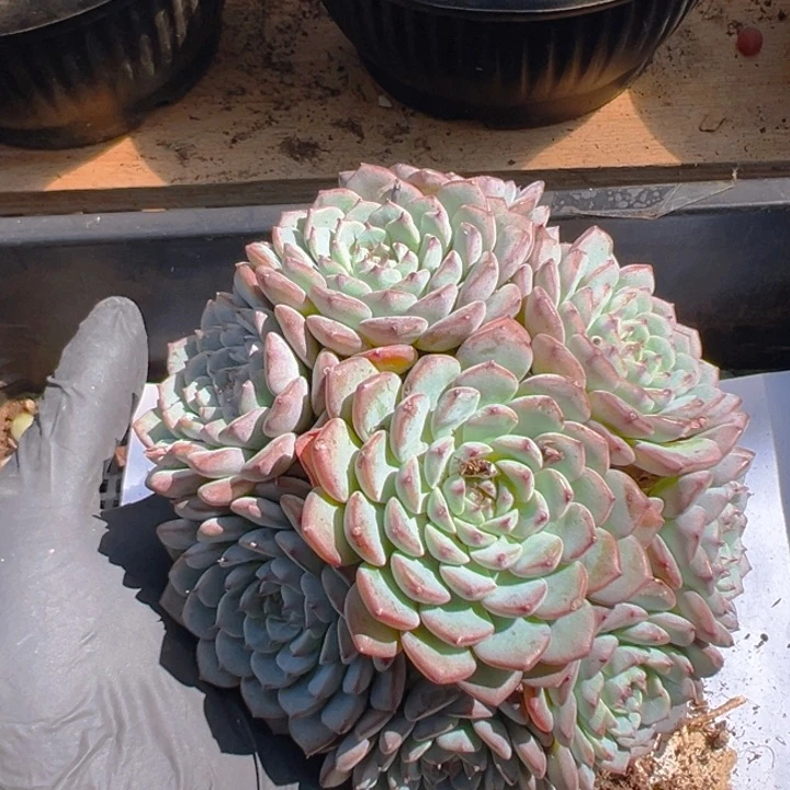 姬莲手捧老桩12公分 有砍