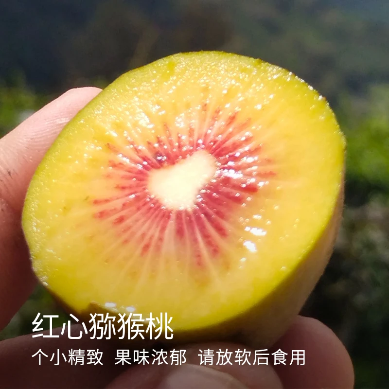 【顺丰包邮】云南红心猕猴桃12枚装/24枚家庭装18枚/20枚礼盒装
