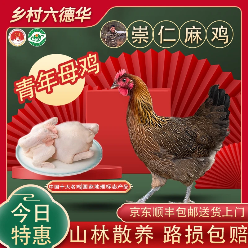 【生双黄蛋年产200枚】江西崇仁麻鸡青年母鸡山林散养种鸡3斤以上