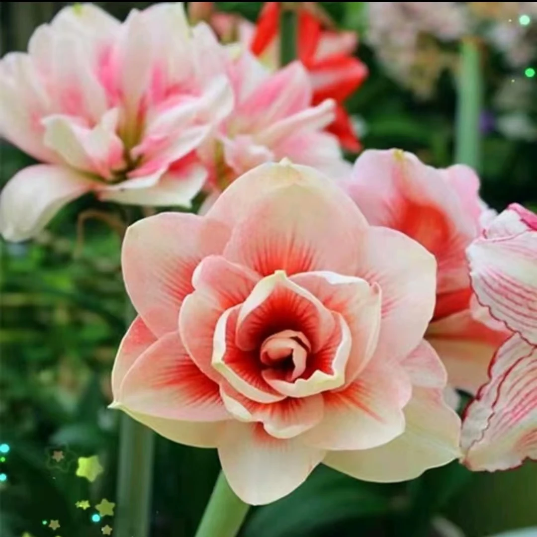 艾尚美《兰尼》朱顶红鲜花越南球妹正宗蓝玫瑰戴安娜花卉花卉盆栽