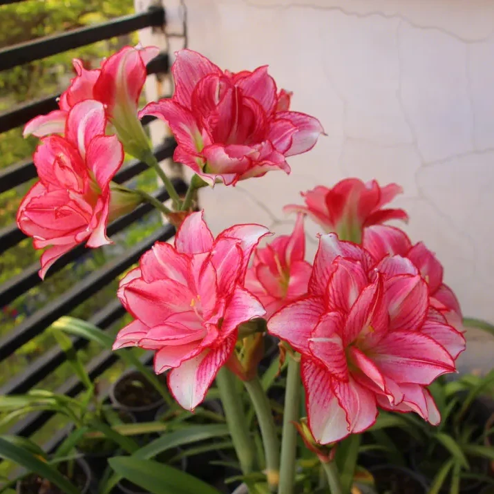 艾尚美朱顶红绿植鲜花花卉《安瑞雅》朱顶红包邮