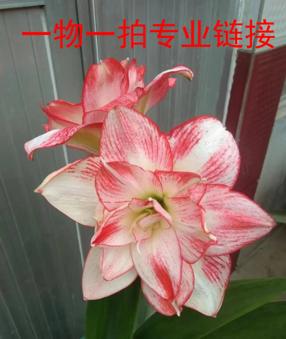 2朱顶红孔雀通用链接包对版不包后期养护