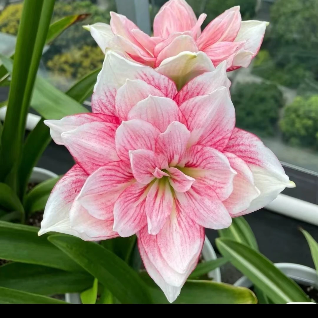 艾尚美《选美皇后鲜花正宗》朱顶红花卉家庭室内花卉盆栽带花苞发货