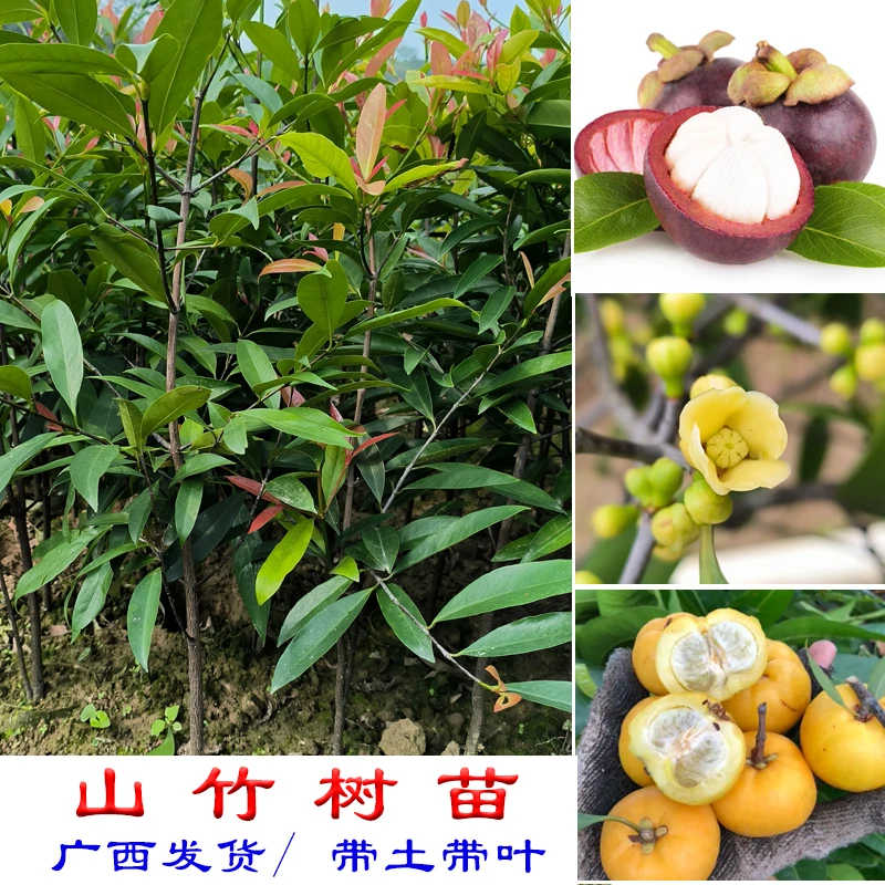 广西山竹树苗岭南黄金山竹罗檬树泰国山竹发货杯苗带土地栽盆栽