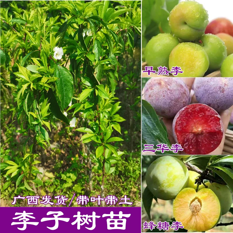 正宗三华李树苗红皮前排银妃三华李嫁接李子树苗早熟三月青李四季