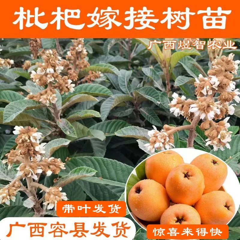 枇杷树苗大五星早钟六号水果树苗嫁接苗带土叶四季种植庭院地盆栽