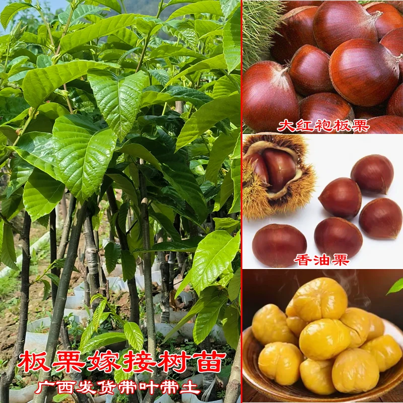板栗树苗正宗嫁接苗大红袍油栗锥栗果树果苗浓郁耐寒南方北方种植