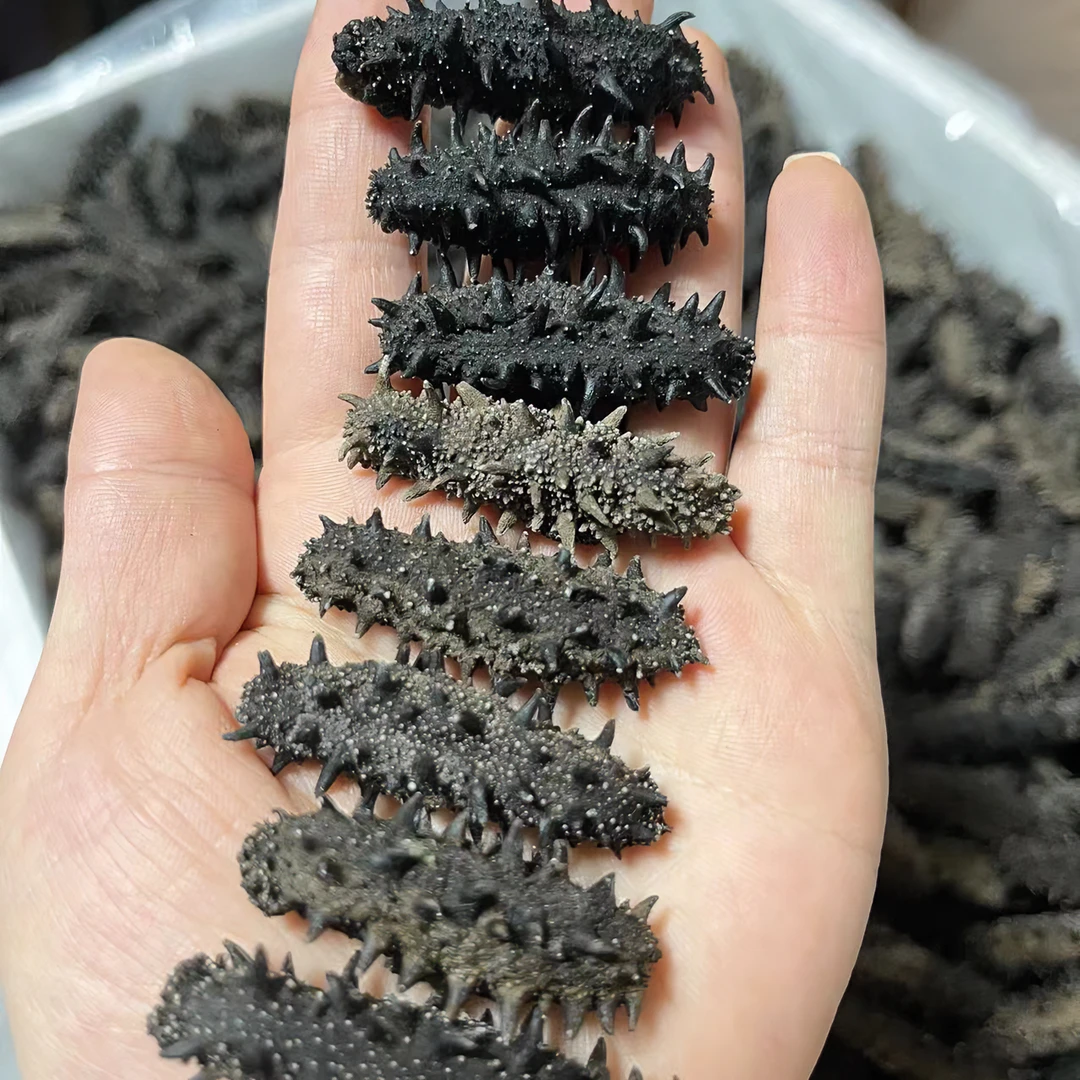 【小妮妹力推】国标海参 大连 低盐海参 半斤装 250g  泡发率高