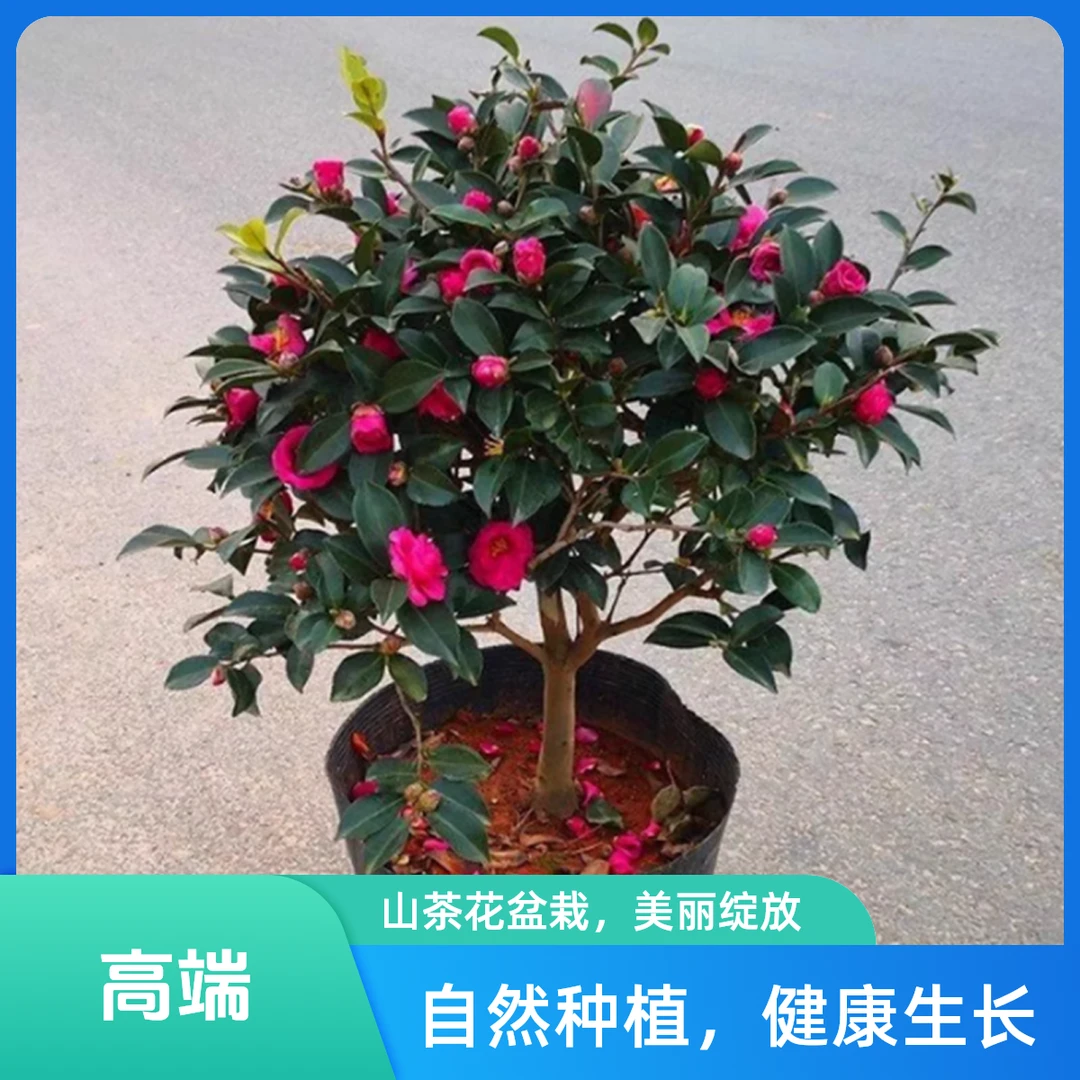 耐寒植物财神茶梅盆栽四季常青带花苞客厅庭院耐旱花卉创意绿植好