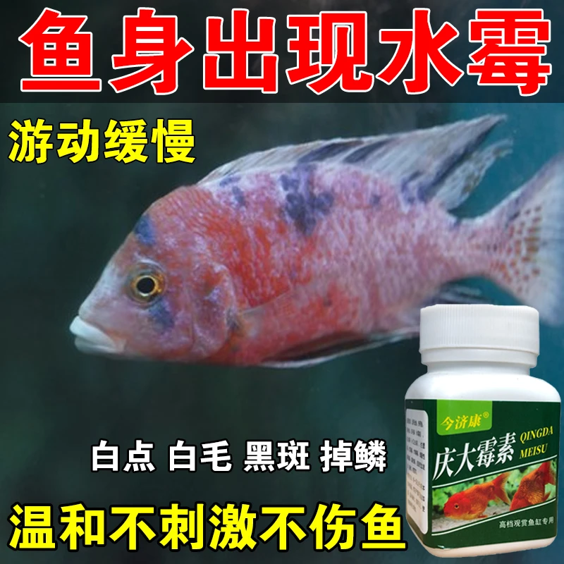 鱼类庆大霉素粉观赏鱼水霉金鱼锦鲤烂尾烂鳍烂肉白点炸鳞养鱼专用