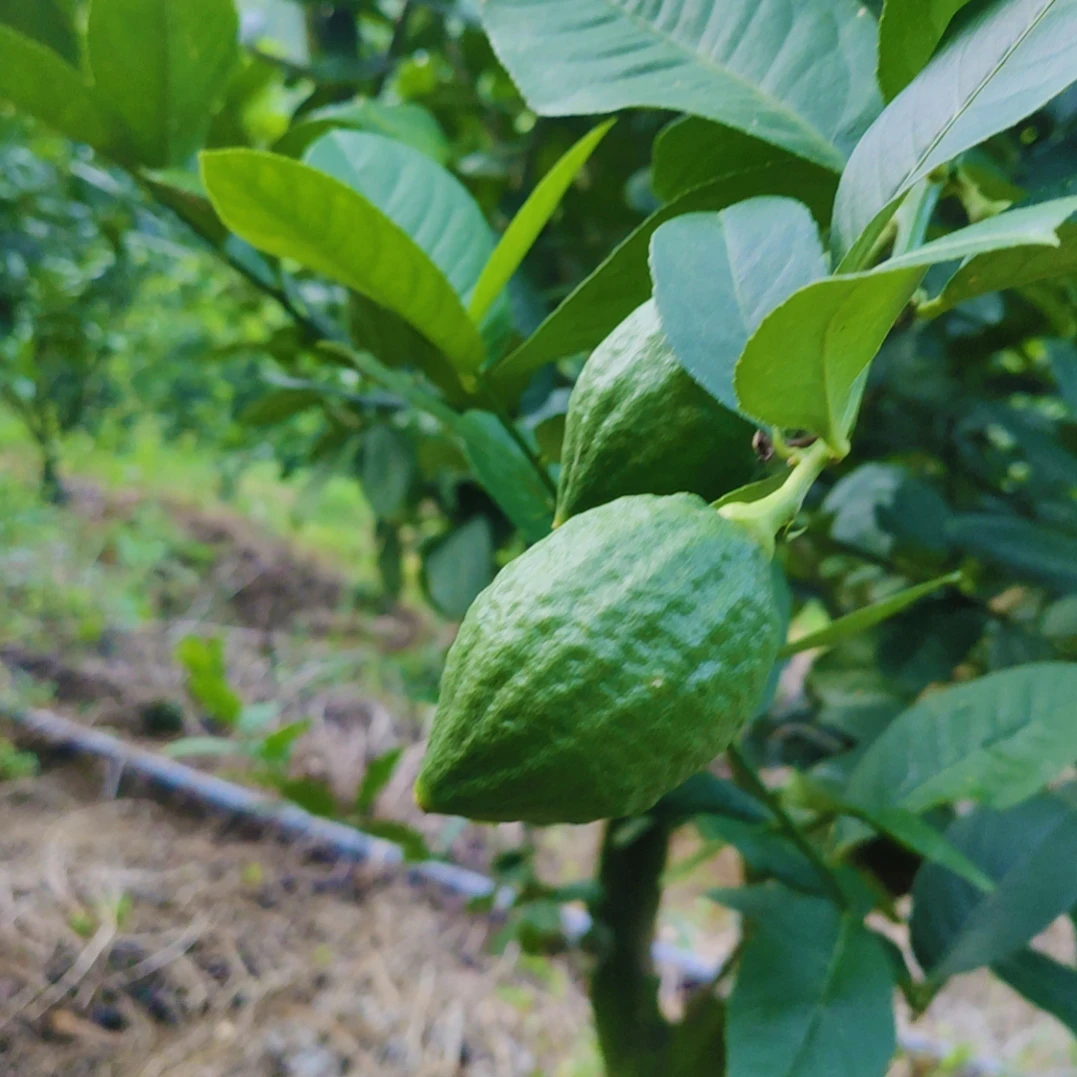 广东香水柠檬5斤新鲜正宗青柠檬商用一级果应当季水果奶茶店专用