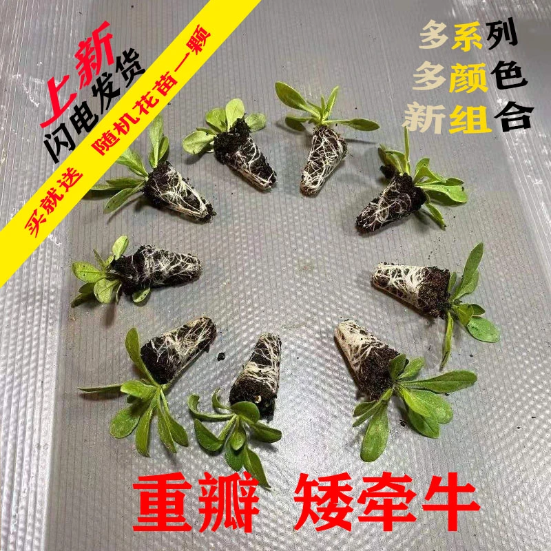 花卉盆栽重瓣矮牵牛花苗穴盘苗【重瓣牵牛】阳台庭院屋顶花园系列