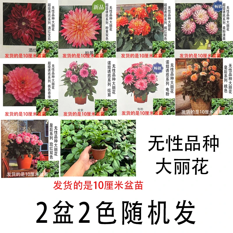 无性品种一代苗大丽花10厘米盆苗花卉盆栽大丽花小盆苗