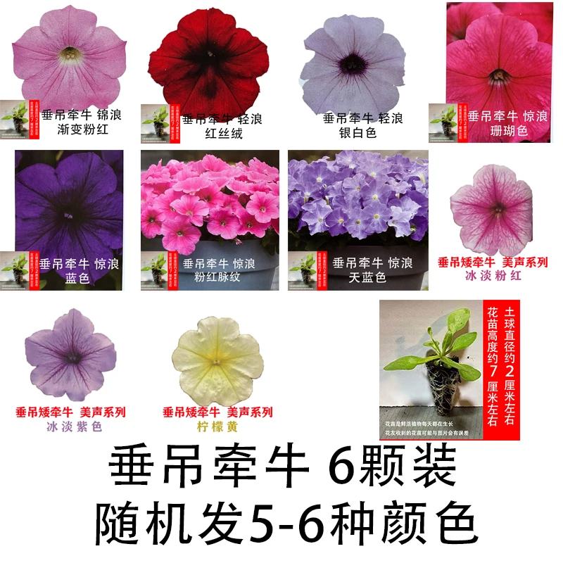 垂吊矮牵牛花苗室外四季花易爆盆垂吊花卉盆栽阳台庭院籽播苗垂吊