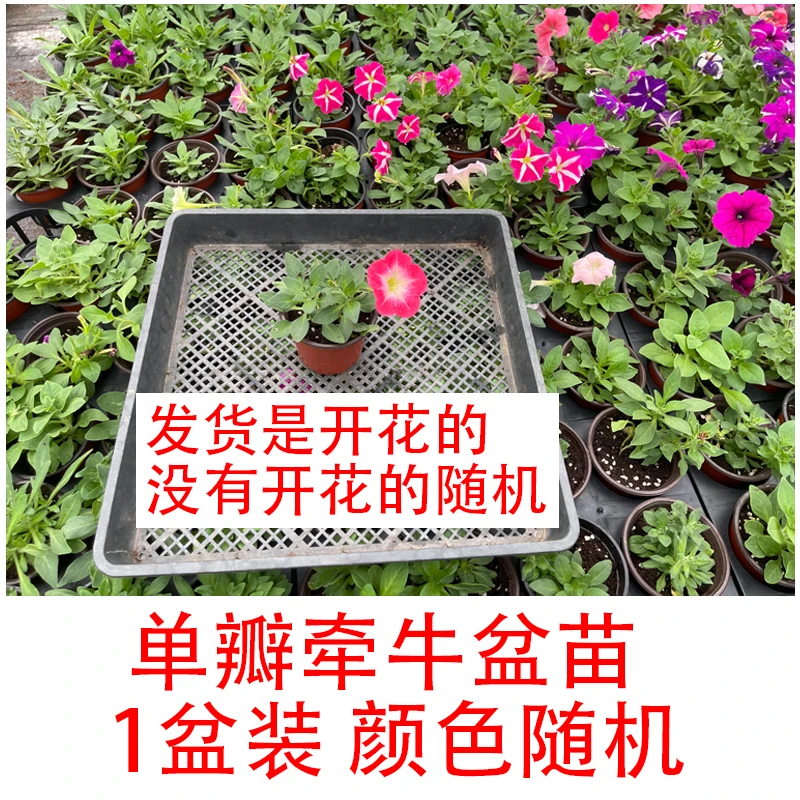 园寻园艺单瓣矮牵牛盆苗 阳台四季新款盆栽组合家庭颜色多花期长