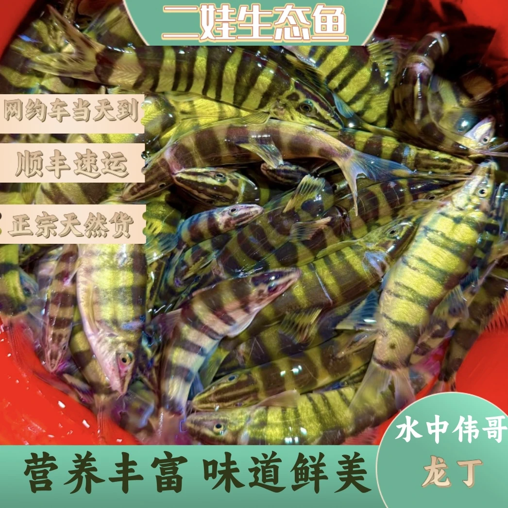 贵州生态水中伟哥龙丁中华沙鳅现杀冰鲜冷链贵州部分地区可发活体