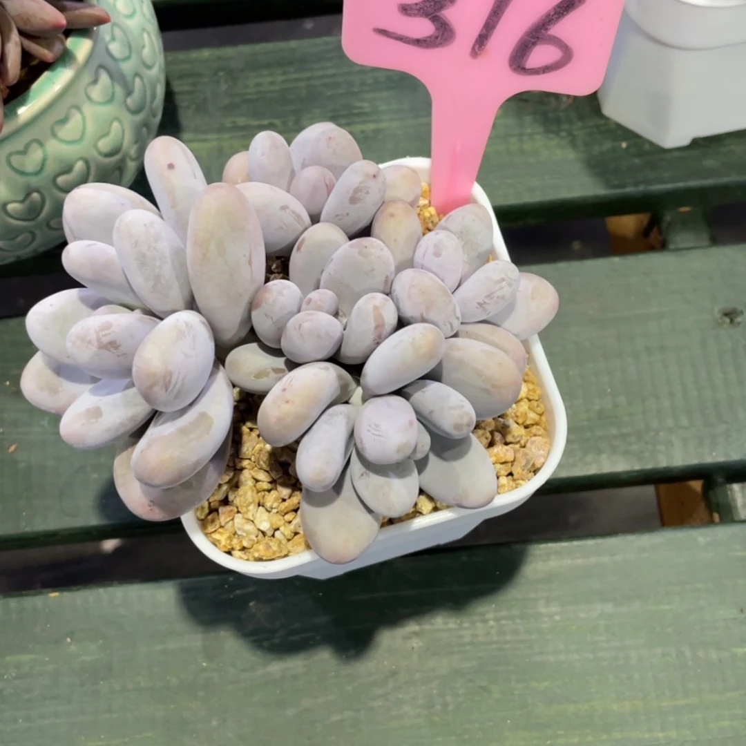 【闪购商品】欢*原始奶酪316