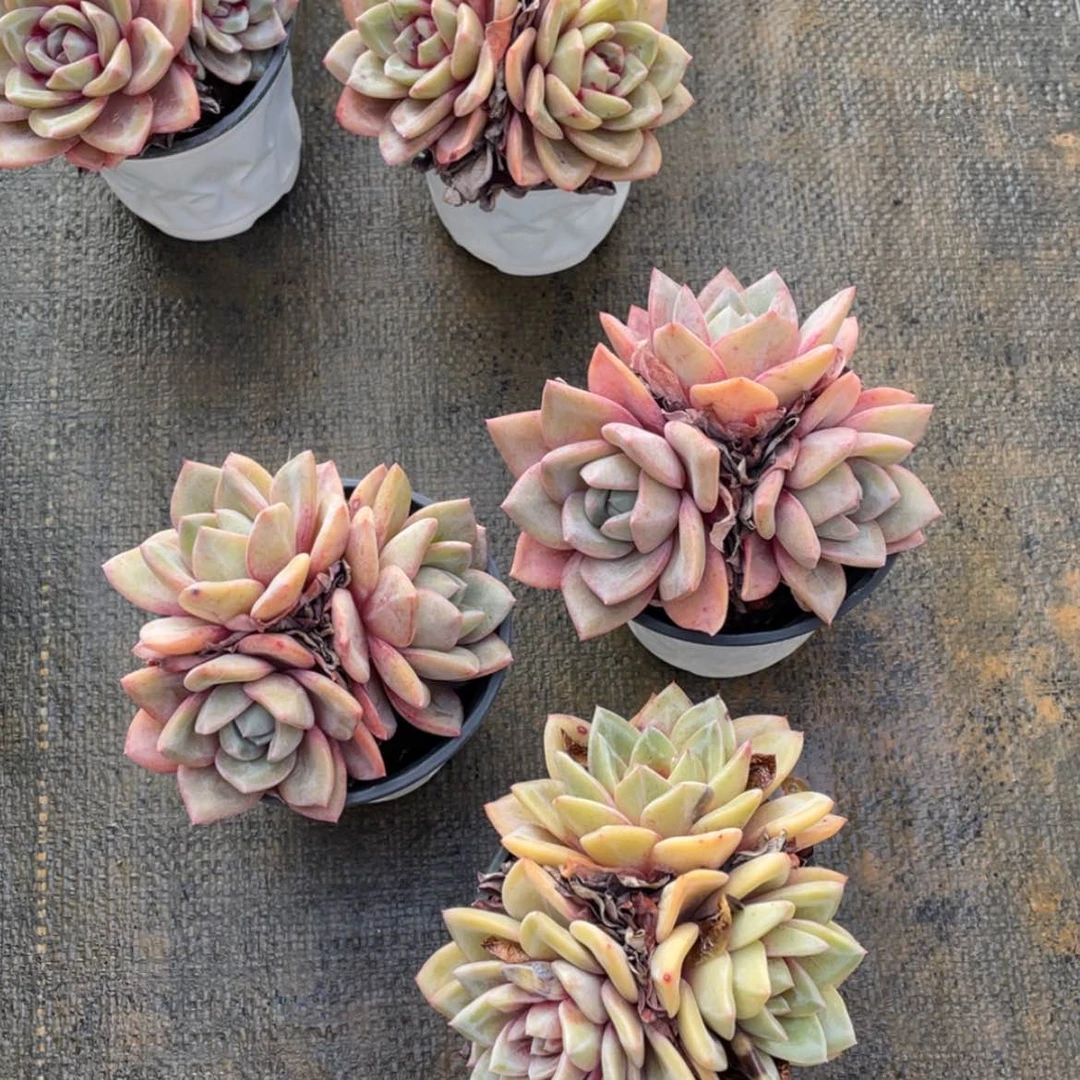 【闪购商品】香槟三头