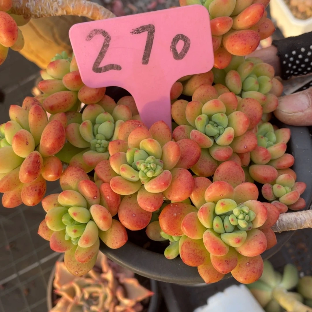 【闪购商品】?****?香格里拉270