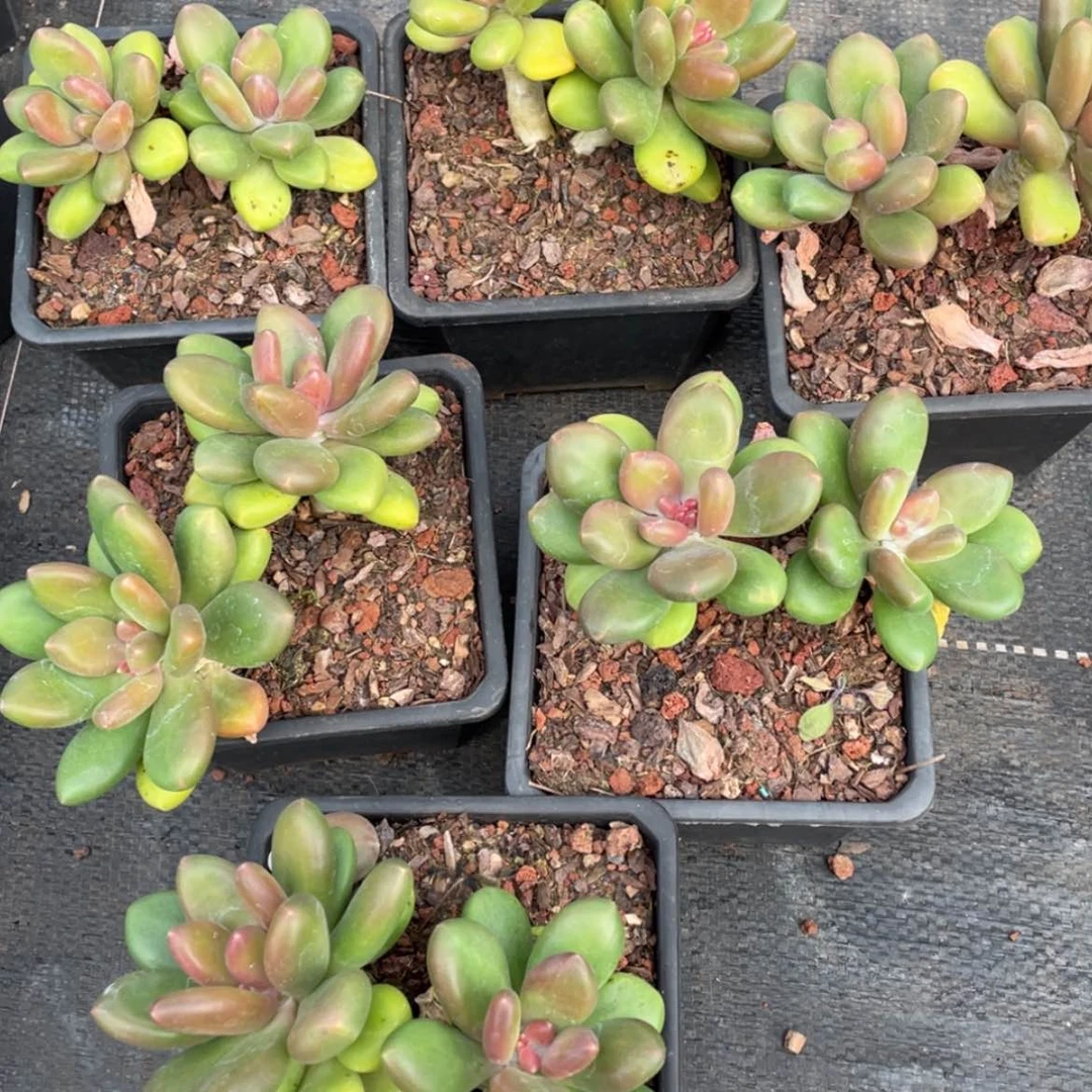 【闪购商品】芒果奶双头