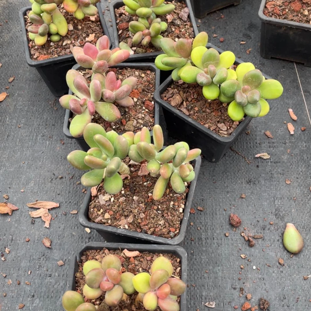 【闪购商品】芒果奶三头