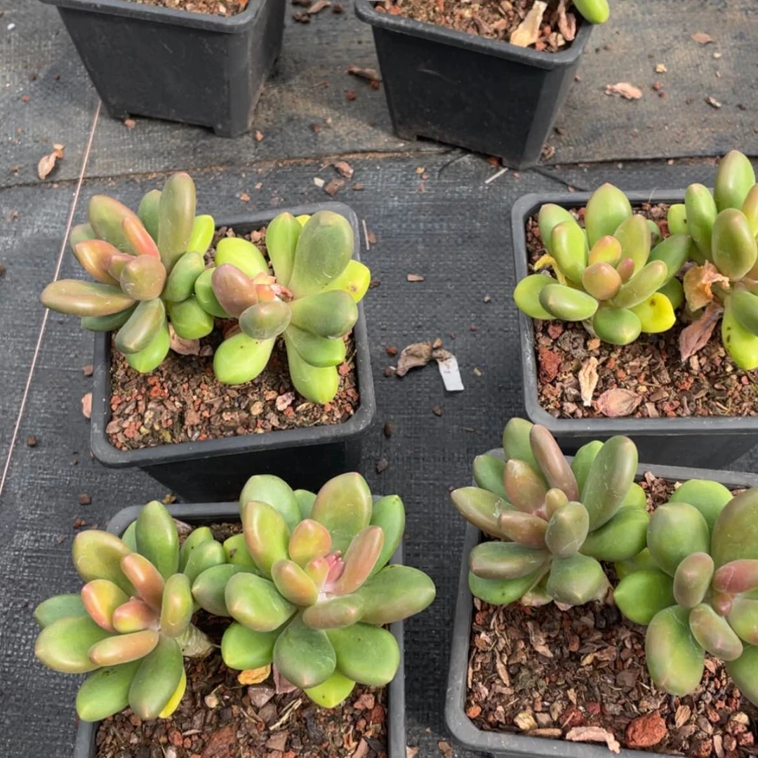 【闪购商品】苹果奶双头