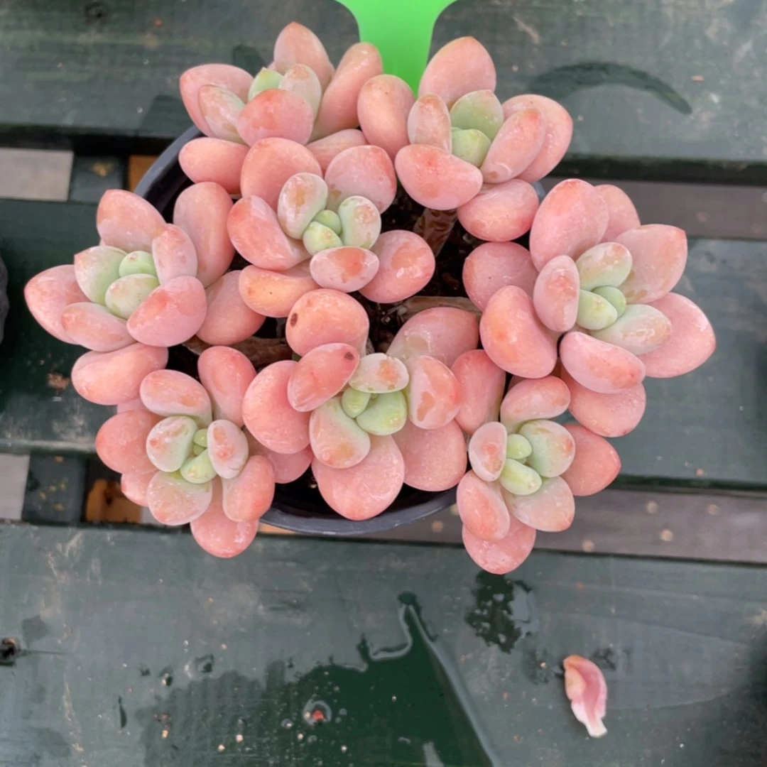 【闪购商品】米**?红洛神201