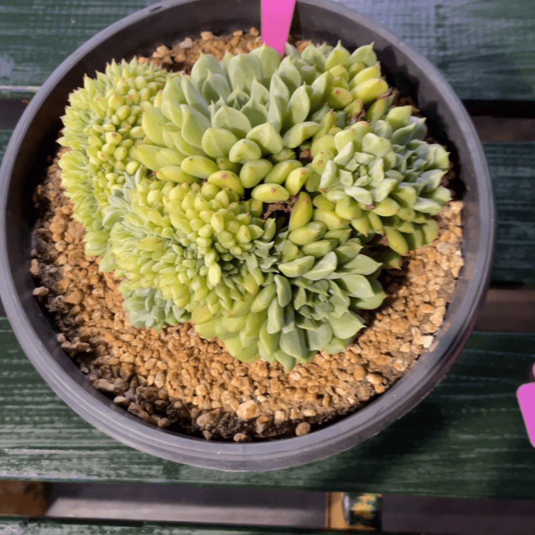 【闪购商品】?****宝爱尔兰薄荷缀310