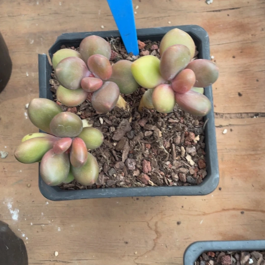 【闪购商品】R**r芒果奶757 多肉