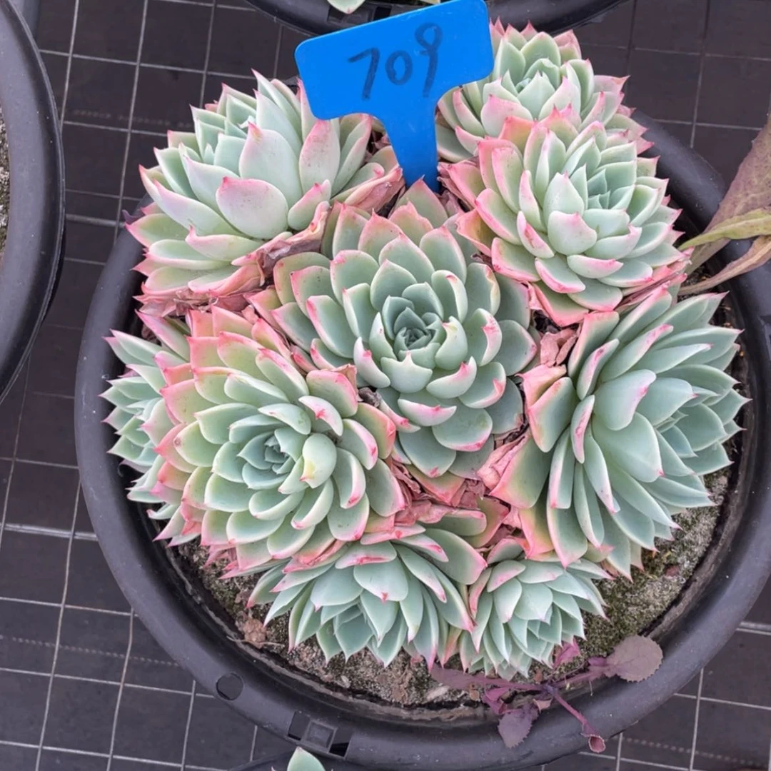 【闪购商品】佛**生三色堇709
