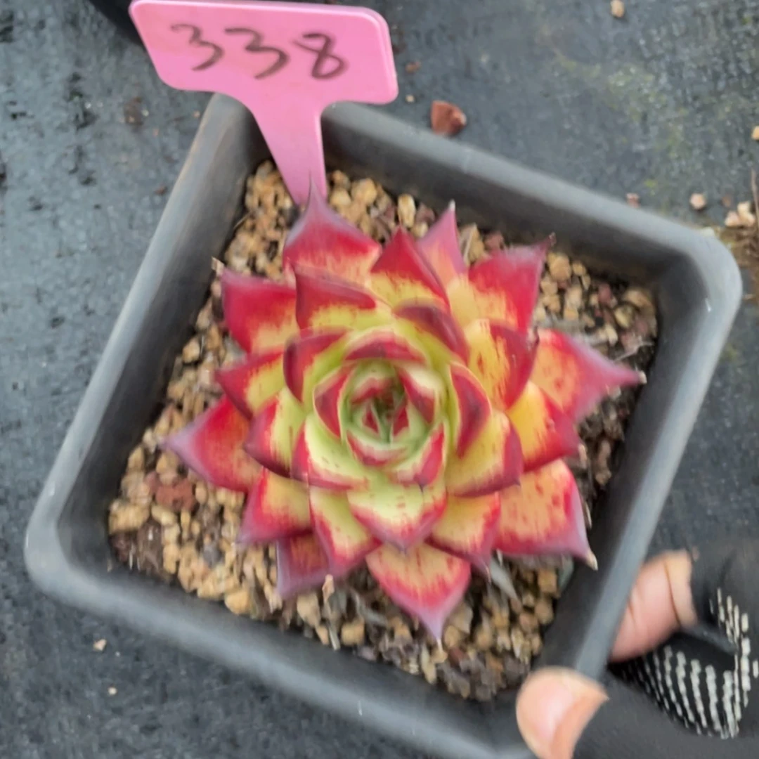 【闪购商品】?***✨乌木338